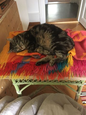 APPARTEMENT 3 PIÈCES À BERNE - OBSTBERG/SCHOSSHALDE, MEUBLÉ, TEMPORAIRE - Photo 2