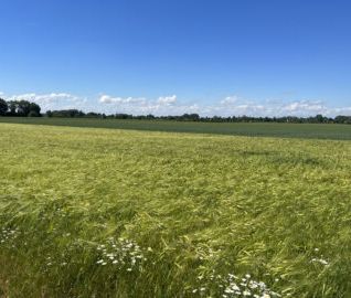 Passivhaus im Marchfeld - Foto 3