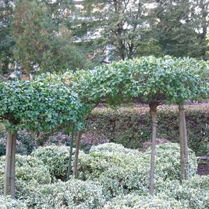 Rideau Towers - Photo 2