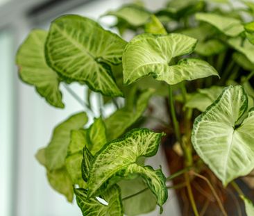 For Lease - 33 Helendale Avenue Unit# 1806, Toronto, Ontario - Photo 1