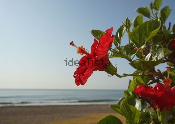 Alquiler de casa o chalet independiente en Paseo del Mediterráneo, 72