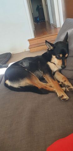 Templestowe Lower - Photo 3