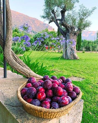 3 bedroom exclusive country house for rent in Valldemossa, Balearic Islands - Photo 4