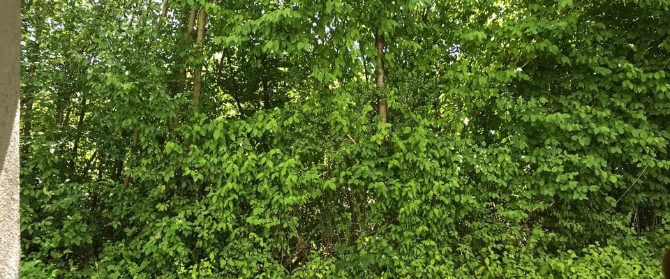 ALFELD, tolle Gelegenheit, 50qm, 2 ZKB teilmöblierte, mit Balkon - Photo 1