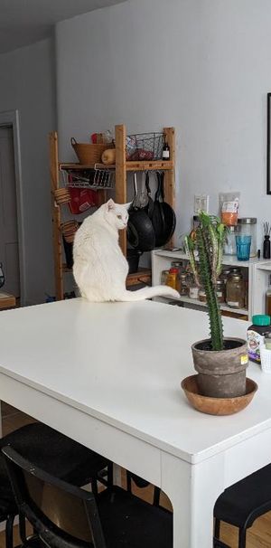 6 1/2 Hochelaga cession de bail - Photo 1