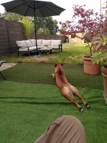 Gezellige huisgenoot gezocht met liefde voor hond - Photo 3