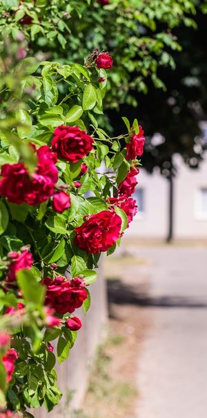 Fogdegatan 40, Linköping - Photo 1