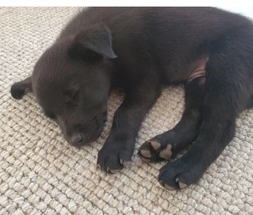 Upper Coomera - Photo 1