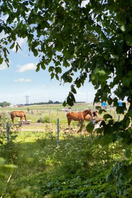 Rängs byväg, Vellinge - Photo 1