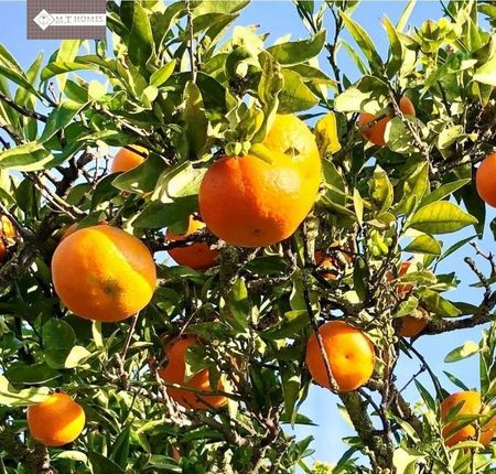 4 room luxury Farmhouse for rent in Estepona, Andalusia - Photo 4