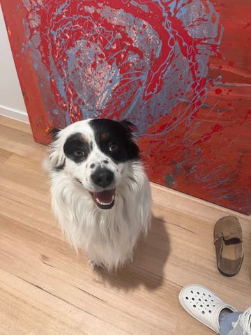 Pascoe Vale - Photo 4