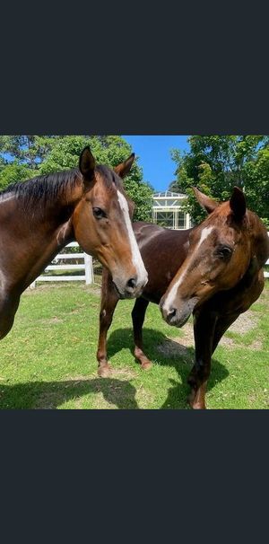 Peaceful Rural Living with Equine Potential - POWER INCLUDED - Photo 1