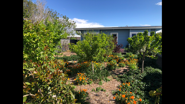 Family home with small food forest - Photo 1