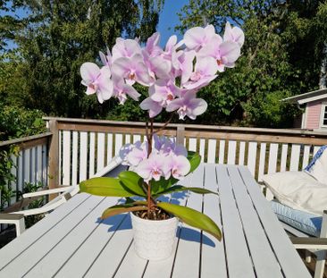 Skogsvägen, Vejbystrand - Foto 4