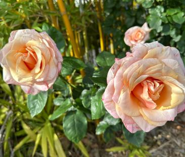 Camberwell - Photo 2