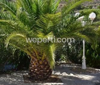 Country House in Muchamiel, for rent - Photo 2