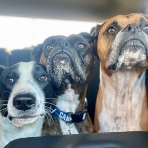 3 ½ à Louer, Animaux Acceptés! - Photo 3