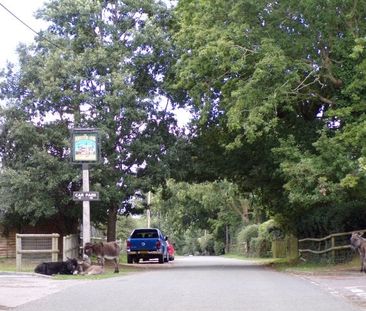 Frogham, New Forest. - Photo 5