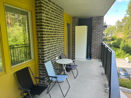 Gaffelseglet, Vega - Photo 4