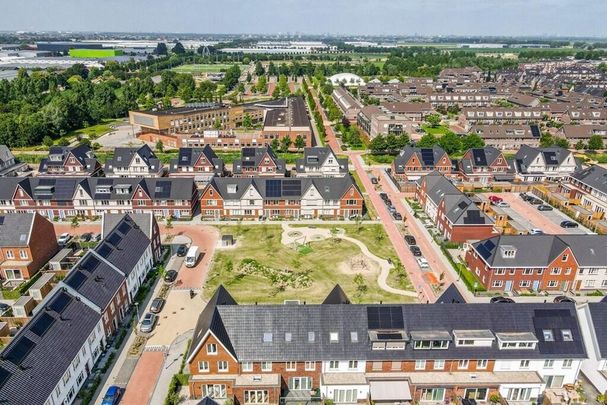 Knobbelzwaan - Photo 1