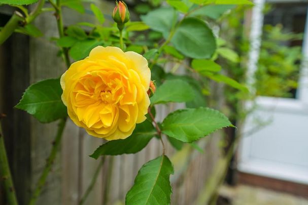 4 bedroom house to rent - Photo 1