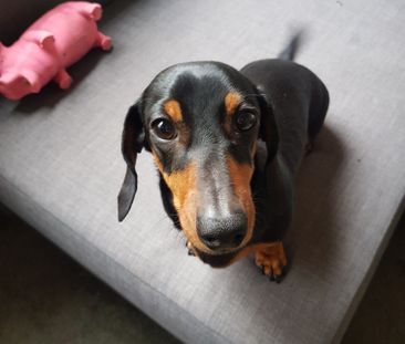 Pascoe Vale - Photo 5