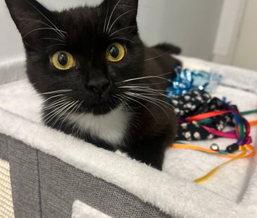 Meadowbank - Photo 5