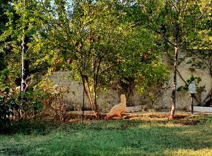 Studio/Γκαρσονιέρα για ενοικίαση - Μαρκόπουλο, - Photo 2