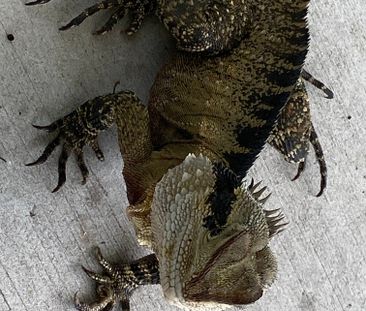 Surfers Paradise - Photo 2