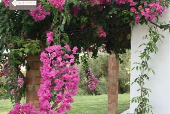 Farmhouse - Estepona (Costa Del Sol Occidental-Área)