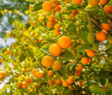 1 room luxury Apartment for rent in Alboraya, Valencia - Photo 5