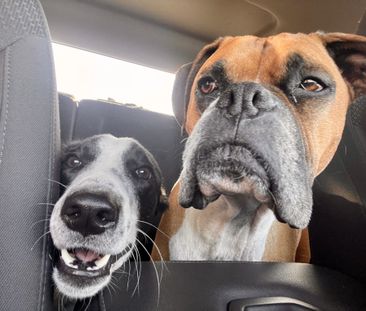 3 ½ à Louer, Animaux Acceptés! - Photo 1