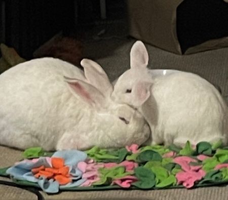 Lower Plenty - Photo 2