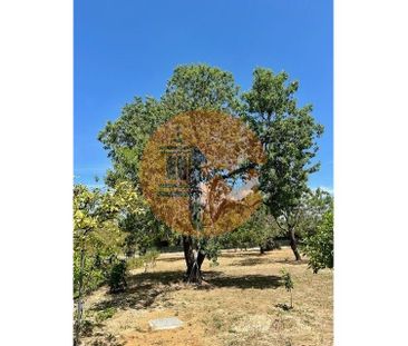 Faro, Faro 8800-102 - Photo 3