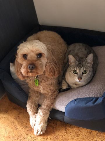 Bentleigh East - Photo 3