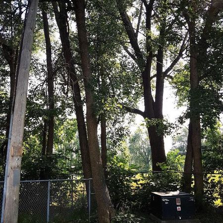 3 1/2 tranquil et spacieux à Saint Lambert - Photo 3