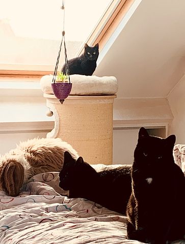 Mijn drie katten en ik zijn op zoek naar een nieuwe huisgenoot! - Foto 4