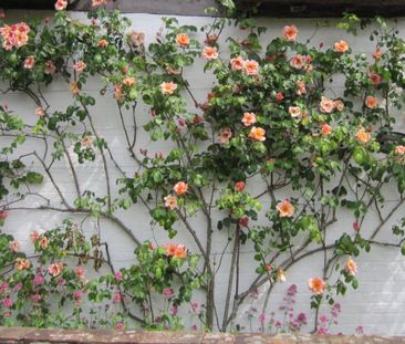 2 bedroom detached house to rent - Photo 6