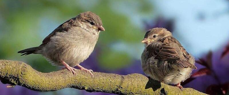 Zeit zum Durchstarten, 4 Familienhaus mit Gemeinschaftsgarten :)) - Foto 1