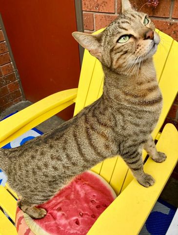 Brunswick East - Photo 4