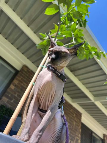 Albany Creek - Photo 5