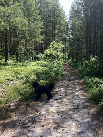 Nydala, Mönsterås - Foto 4