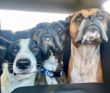 3 ½ à Louer, Animaux Acceptés! - Photo 2