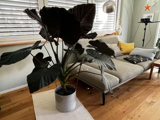 41/2 ROOM HOUSE IN SCHENKON (LU), FURNISHED, TEMPORARY - Foto 1