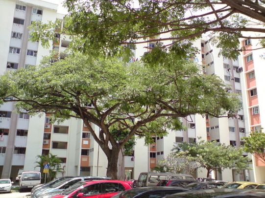 Blk 202 Tampines Street 21 (Tampines), HDB 3 Rooms - For Rent - Photo 1