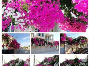 Συγκρότημα για ενοικίαση - Αίγινα, - Φωτογραφία 5