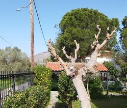 Μονοκατοικία για ενοικίαση - Παλαιά Φώκαια, - Photo 6