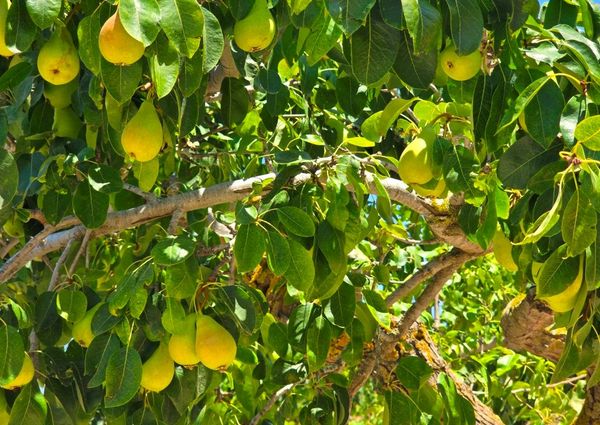 WIDE ESTATE FOR RENT IN TEULADA FOR LONG TERM