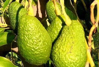 Farmhouse - Estepona (Costa Del Sol Occidental-Área)