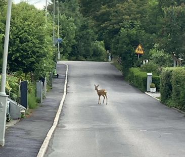 Norströmsgatan, Göteborg - Photo 5